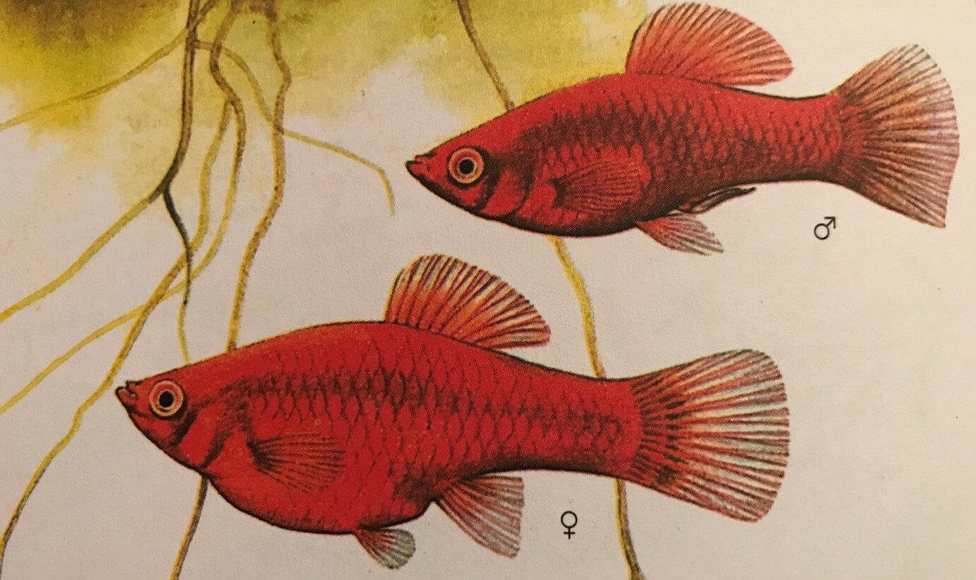 Diferencias entre pez platy macho y hembra