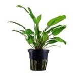 Cryptocoryne Wendtii Green: Todo lo que necesitas saber sobre esta planta acuática para tu acuario