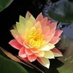 Nenufar: El Mejor Refugio para Peces y Curiosidades Acuáticas