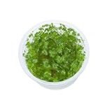 Guía completa de Hydrocotyle Tripartita: la planta ideal para peceras y acuarios