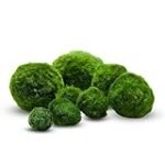 Cladophora: El alga imprescindible para peces en acuarios - Análisis y recomendaciones