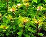 Análisis y comparativa de Rotala Indica: la planta perfecta para peces de acuario