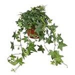 Planta Hiedra: El complemento perfecto para el acuario de tus peces