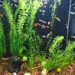 Análisis de las Mejores Plantas Flotantes para Estanques de Peces: Todo lo que Necesitas Saber