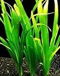 Vallisneria Gigante: La Mejor Planta Acuática para Peces Exóticos