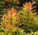 Rotala Macrandra: Descubre todo sobre esta fascinante planta acuática para tus peces