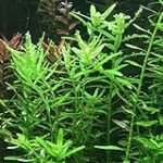 Rotala Rotundifolia: Análisis de la Mejor Planta Acuática para Embellecer tu Acuario