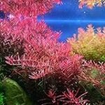 Descubre la belleza de la Rotala: análisis y comparativa de esta planta acuática para peces