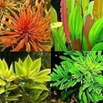 Plantas hidrófilas: aliadas indispensables para peces saludables - Análisis y comparativa de productos para su acuario