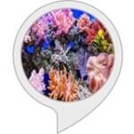 Los mejores tipos de coral para tus peces: análisis y comparativa