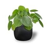 Análisis de la planta pilea mollis: ¿Cómo beneficia a tus peces?