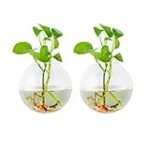Los mejores maceteros de cristal para acuarios: análisis y comparativa