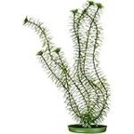 Elodea vs. Anacharis: Comparativa de los mejores productos para peces y curiosidades acuáticas