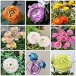 Ranunculus planta: el complemento ideal para acuarios de peces y su efecto en la calidad del agua