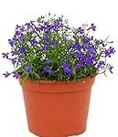 Descubre los beneficios de la lobelia para tus peces: Análisis comparativo de productos y curiosidades acuáticas