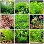Los mejores acuarios para peces tropicales en Florida: Análisis y comparativa de productos imprescindibles