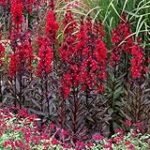 Análisis de la planta acuática Lobelia Cardinalis: Un imprescindible para tu acuario