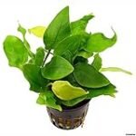 ¡Descubre todo sobre Anubias Barteri Var Nana Golden: Cuidados y Características que Debes Conocer para tus Peces!