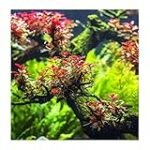 Todo lo que necesitas saber sobre Ludwigia SP Mini Super Red: características y cuidados para tus peces